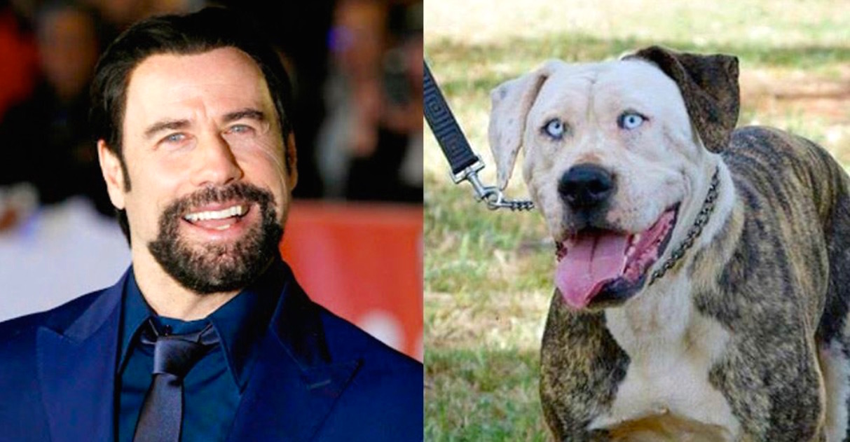 Los 15 parecidos más curiosos de famosos y animales