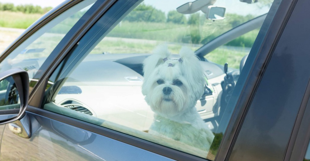 Una ley en Nueva York permite salvar animales encerrados en autos a elevadas temperaturas