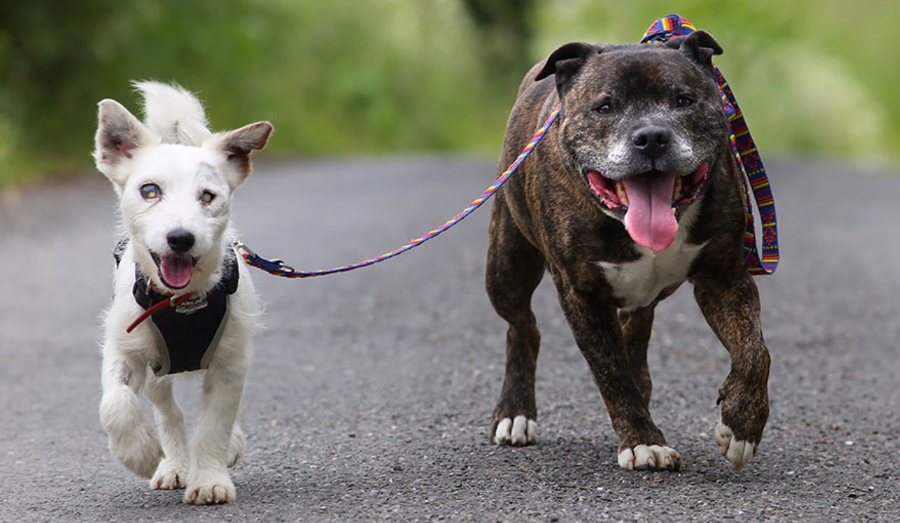 Un perrito ciego tiene su propio perro guía para ciegos y están buscando un nuevo hogar