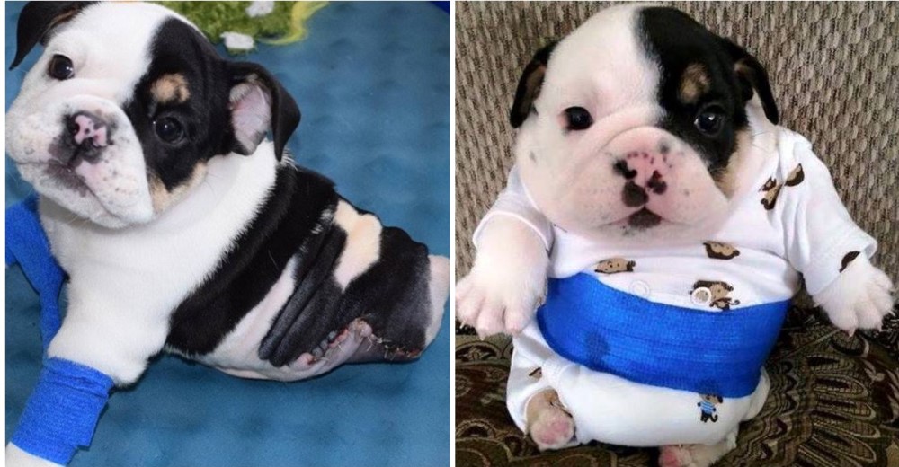 Él es medio bulldog y el doble de amor: un cachorro que nació con dos patas