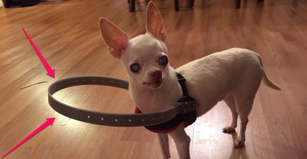 Un perro ciego puede caminar tranquilo gracias al ingenioso invento de su familia