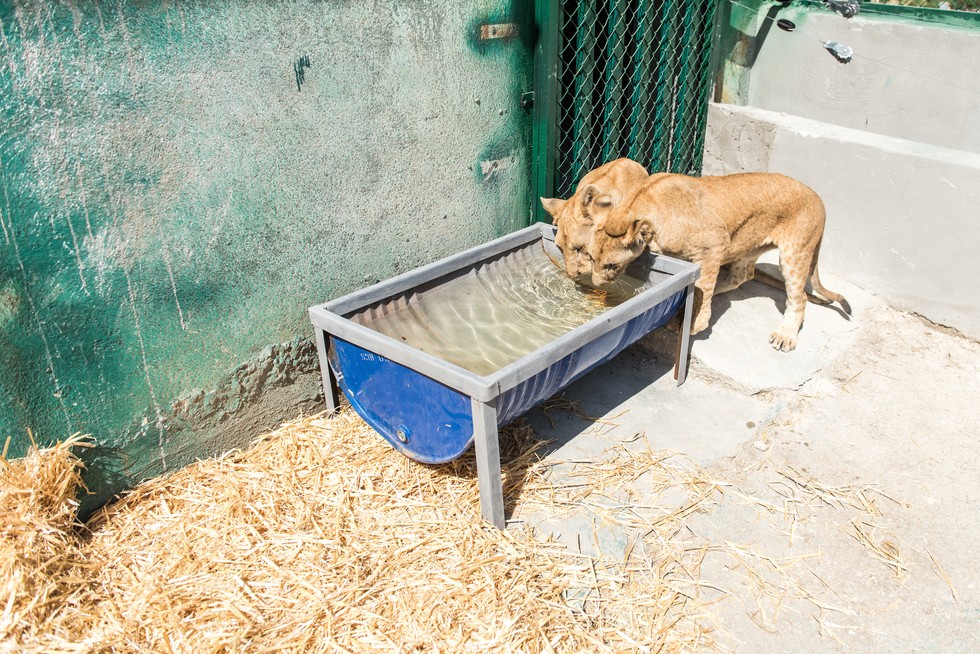 cachorros de leon rescatados 12