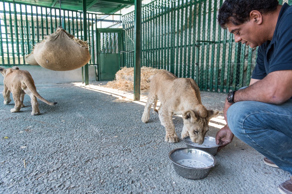 cachorros de leon rescatados 13