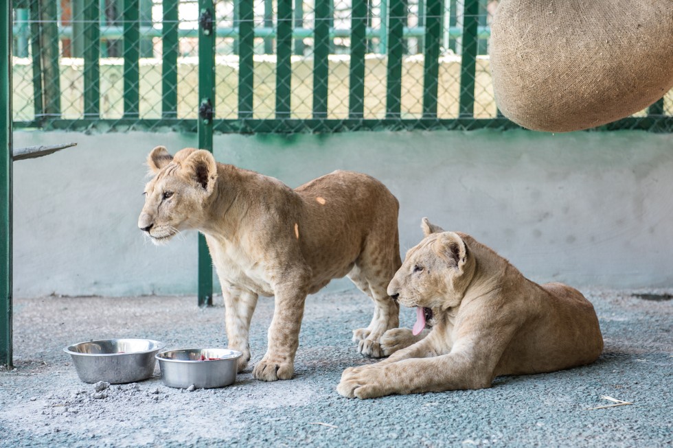 cachorros de leon rescatados 14