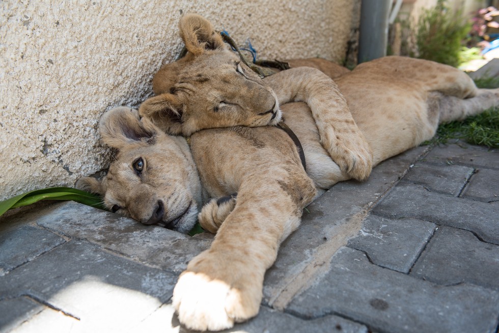 cachorros de leon rescatados 2