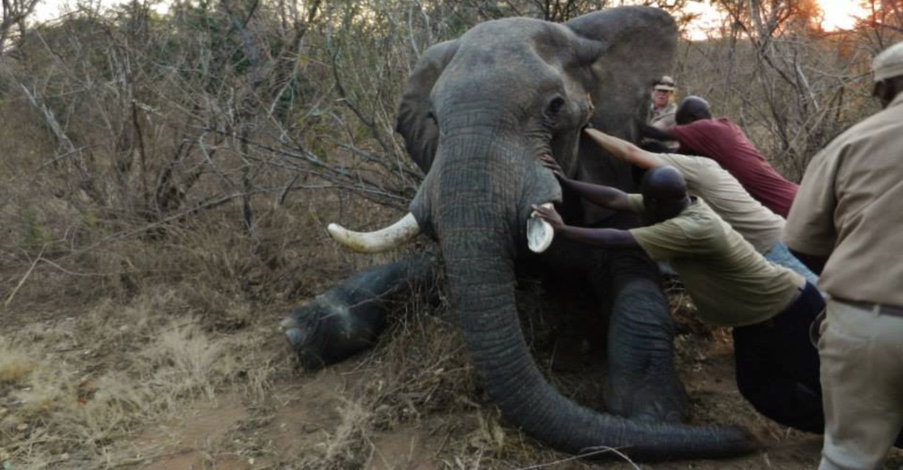 Después de dos años de agonía, un elefante es liberado de una dolorosa trampa