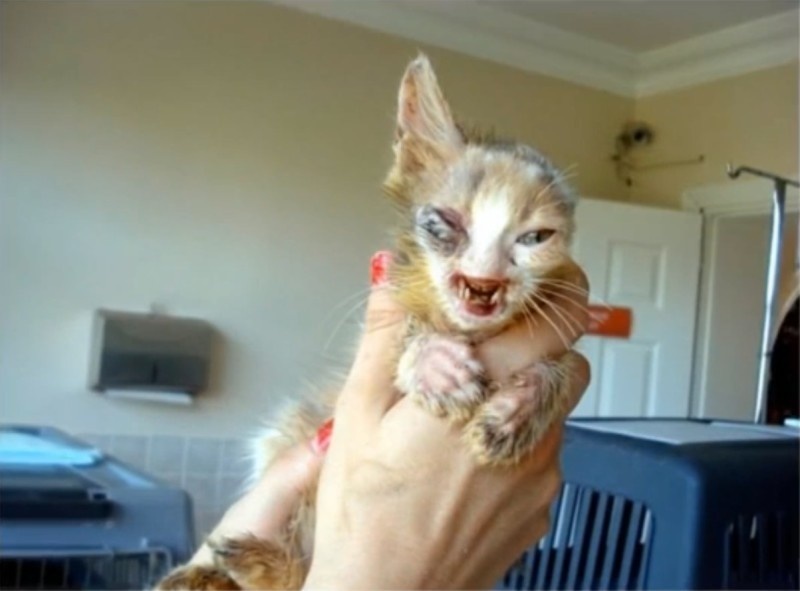 gatito desfigurado 2
