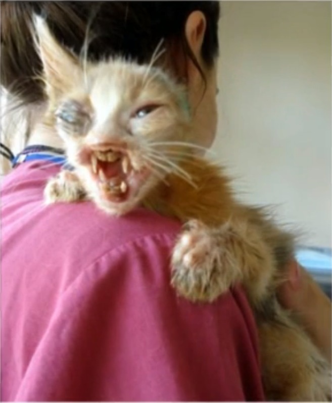 gatito desfigurado 4