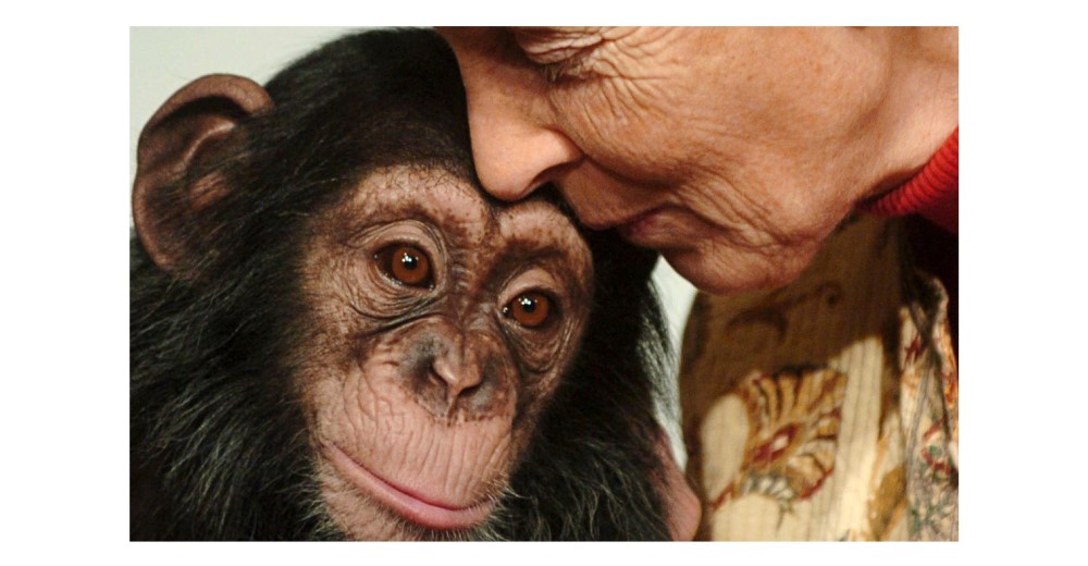 Jane Goodall ha cumplido 81 años. Una vida dedicada plenamente a los animales