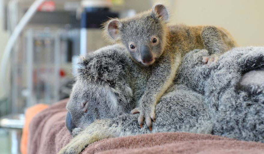 koala abraza madre 1