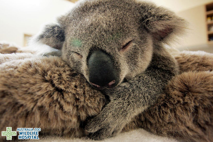 No Te Dejare Mama Koala Bebe Se Aferra A Su Madre Mientras La Operan Para Salvar Su Vida Zoorprendente