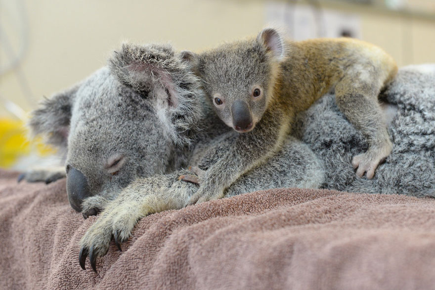 koala abraza madre 5