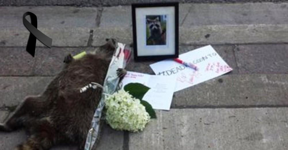 Transeúntes de la ciudad homenajearon a un mapache fallecido que yacía en la acera