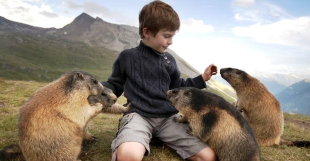 Las marmotas temen a las personas… Pero este niño de 8 años se ganó todo su cariño