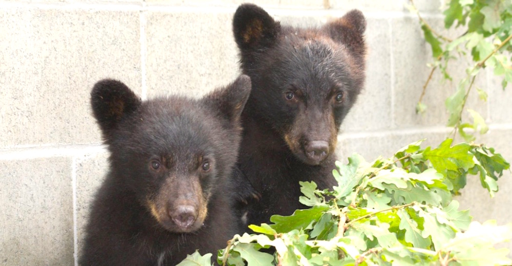 Un oficial es despedido por negarse a matar a dos cachorros de oso huérfanos