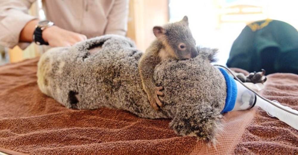 No Te Dejare Mama Koala Bebe Se Aferra A Su Madre Mientras La Operan Para Salvar Su Vida Zoorprendente