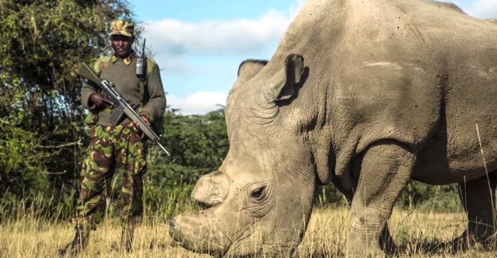 Sudán, el último rinoceronte blanco varón del mundo