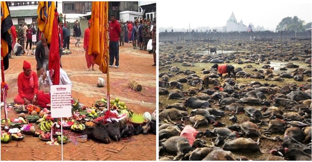 Después de 265 ediciones por fin prohíben el Festival de Gadhimai