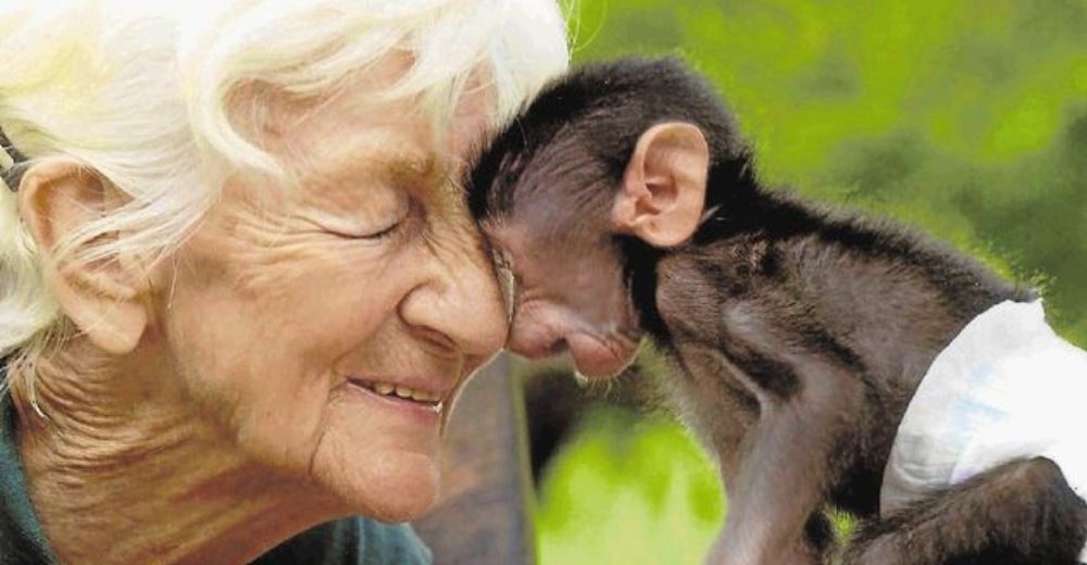 «La madre Teresa de los balbuinos»: dedicó su vida a amar y preservar a los primates