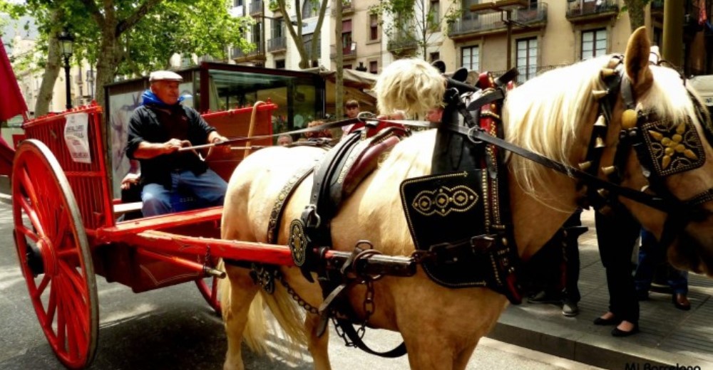 Más de 47.000 personas manifiestan su rechazo a los carruajes con caballos en Barcelona