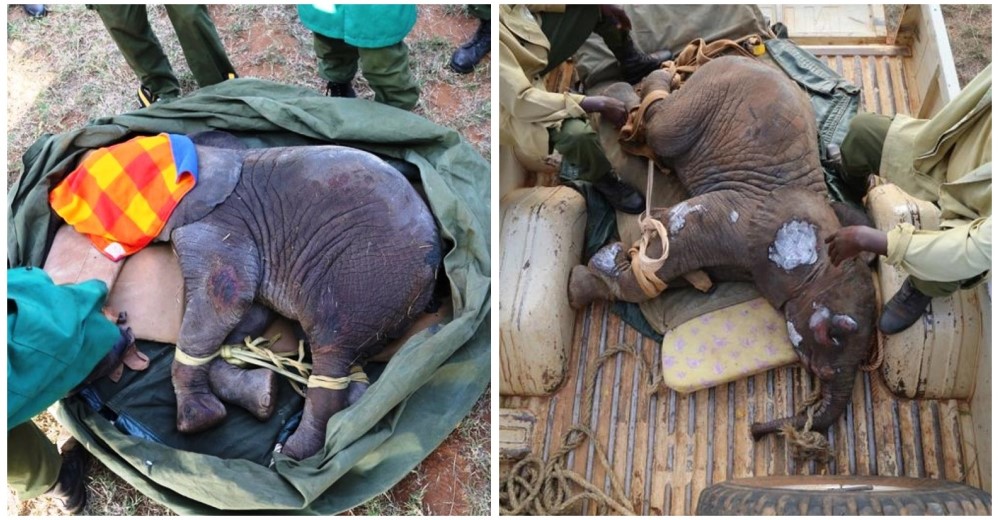 Un elefante bebé cayó en un pozo y aunque lloraba la pérdida de su familia, luchó por vivir