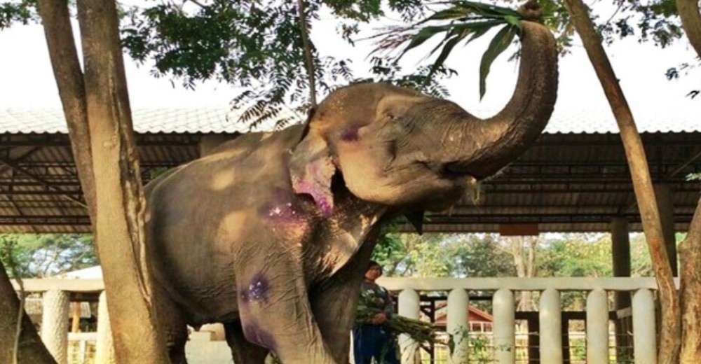 La transformación de este elefante rescatado es asombrosa y todo gracias al amor