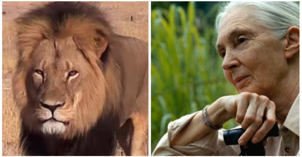 En medio de la triste muerte de Cecil, Jane Goodall puede ver una luz de esperanza