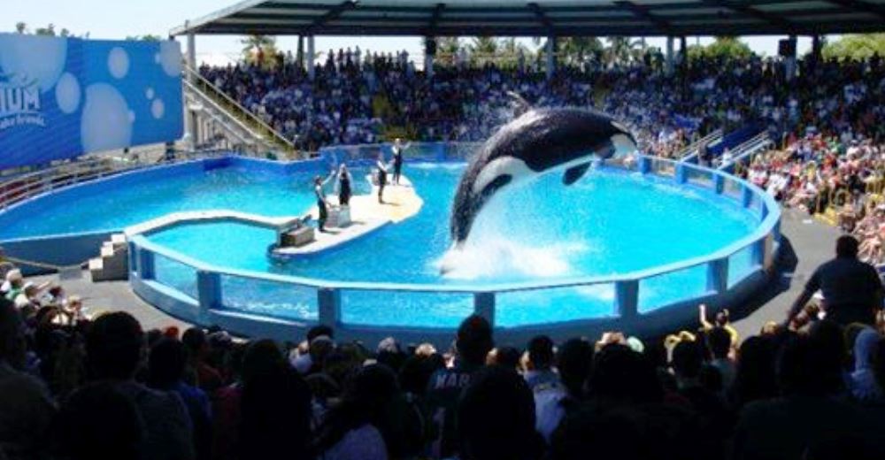 Piden libertad para la orca Lolita – Lleva 47 años cautiva en un pequeño tanque de SeaWorld