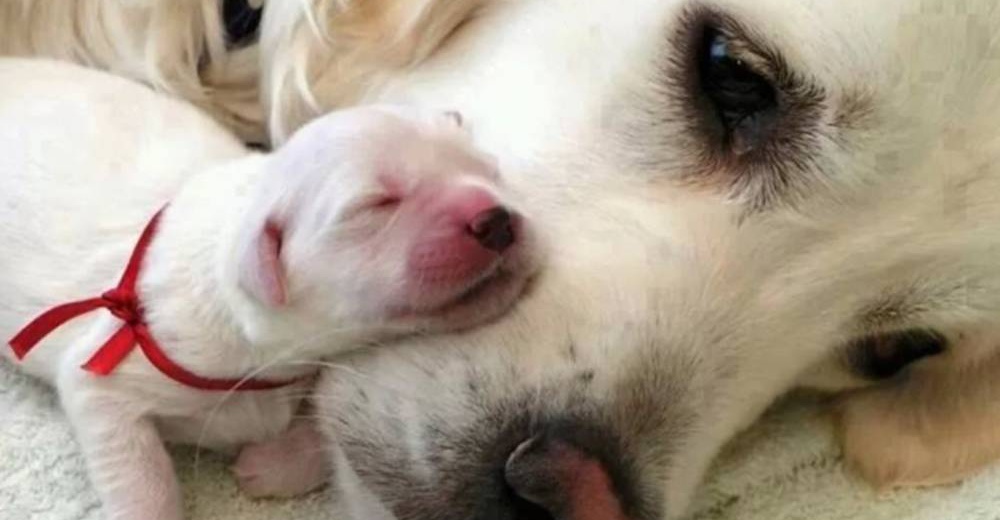 Estas madres caninas nos muestran que el amor de mamá es igual para cualquier especie