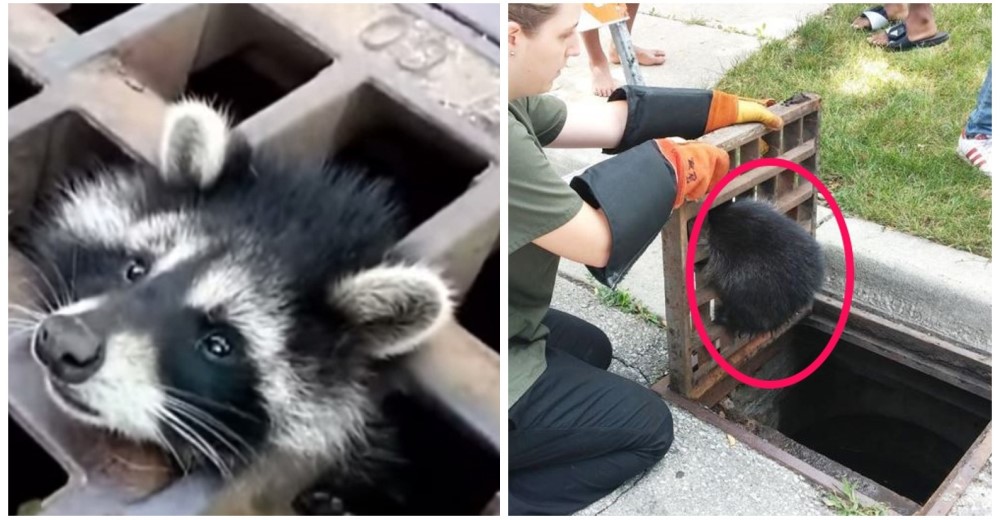 Unos voluntarios rescatan un mapache atrapado en una alcantarilla de la calle