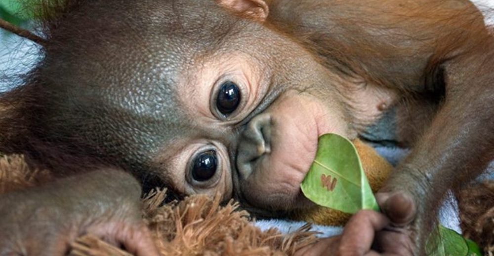 Un bebé orangután fue rescatado solo en medio de la selva y pudo sobrevivir gracias al amor