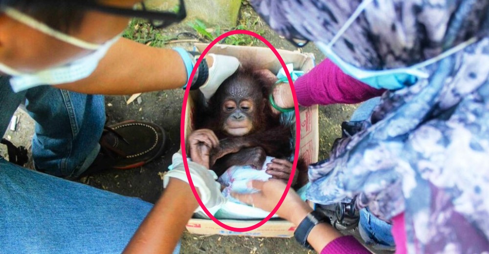 Un bebé orangután intentó morir después de perder a su mamá… Pero todavía no era su hora