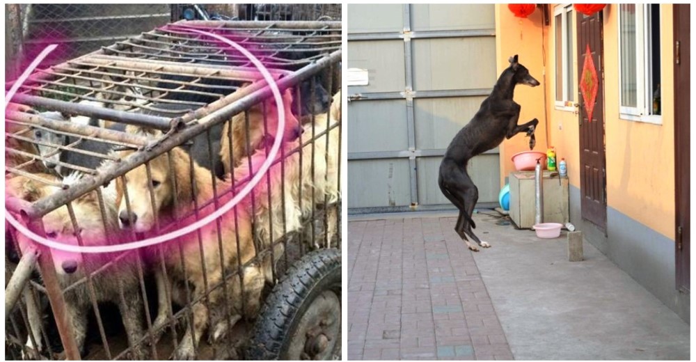 Entre un centenar de perros rescatados en China surgió una historia muy especial: Hui Hui