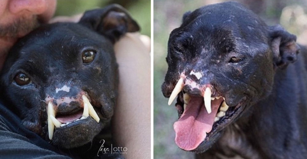 Pitbull desfigurada a la que arrojaron a un jardín les hace saber que merece ser salvada