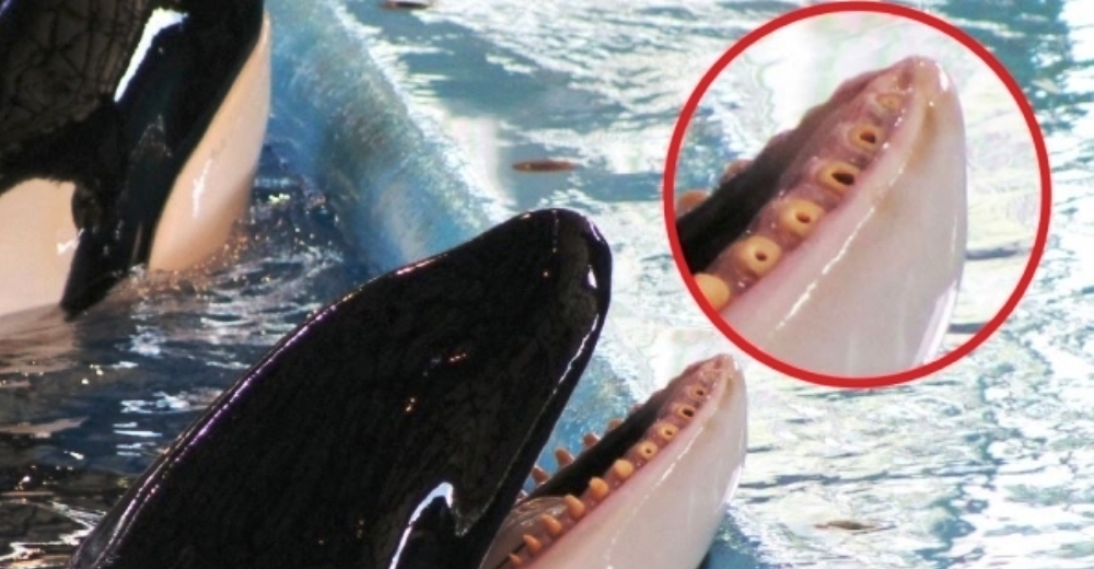 Un veterinario revela que las orcas de SeaWorld tienen alarmantes lesiones