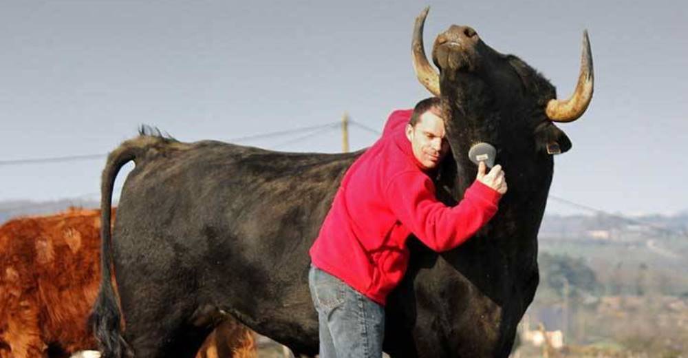 Adoptó a un toro para romper con el mito de su agresividad – Lo consiguió