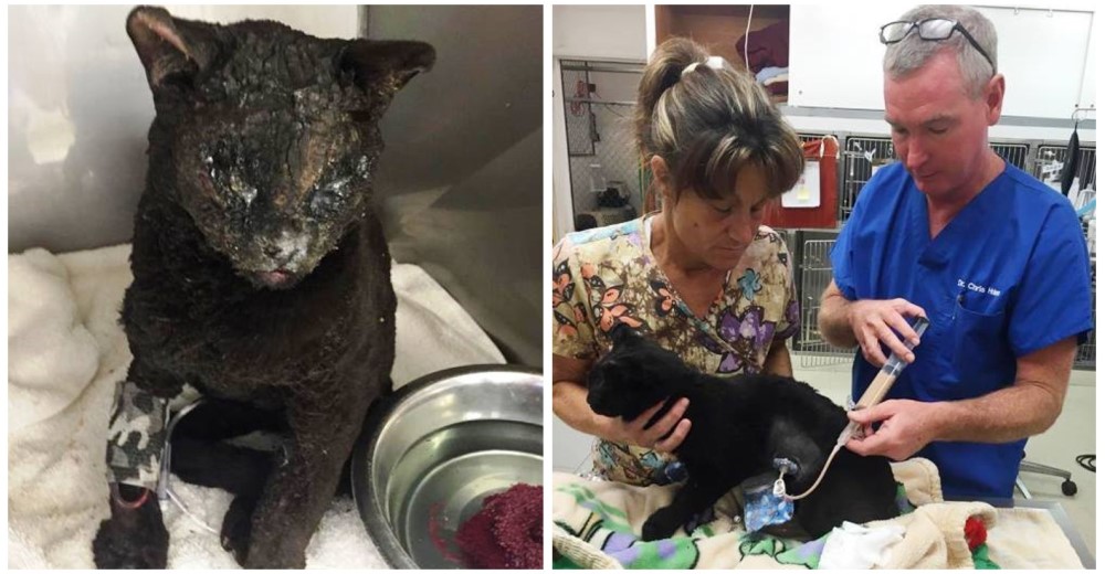 En medio del devastador incendio en California un gato se convierte en símbolo de esperanza