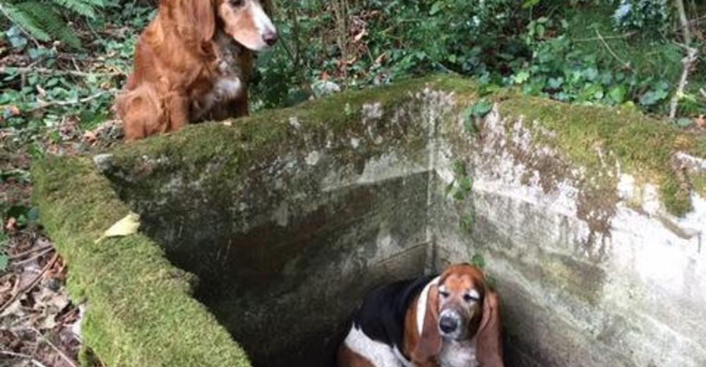 ¡Desgarrador! Un perro esperó una semana para ser rescatado y su amigo jamás lo abandonó