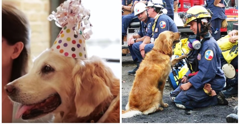 El último perro rescatista con vida del 11-S celebró su cumpleaños con un merecido homenaje