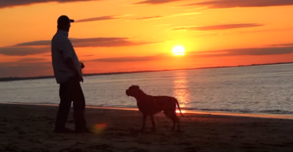 Un bombero le salvó la vida a un perro y le dio una vida maravillosa