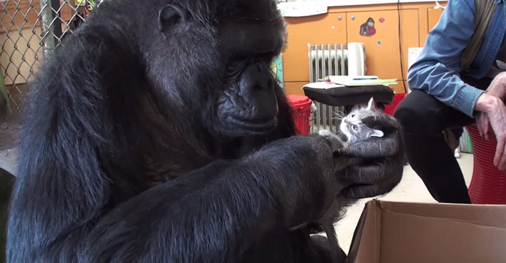 La gorila Koko no puede tener bebés, pero en su cumpleaños recibió un regalo muy especial…