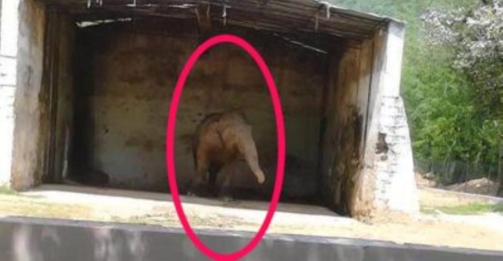 Millones de personas vieron sufrir a aquel elefante, pero este hombre no fue indiferente…