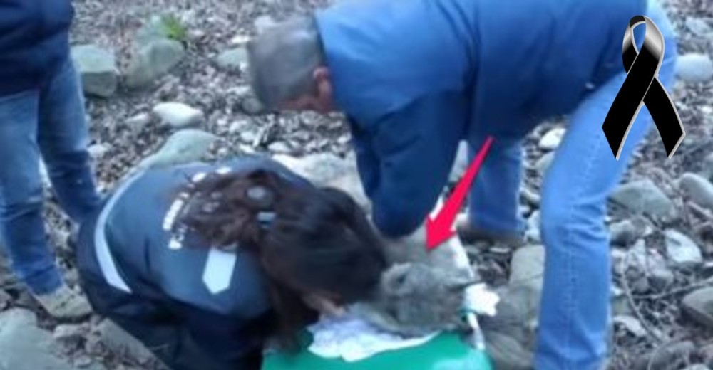 El rescate de este lobo con hipotermia fue una hazaña tan grande que no podrás olvidarla…