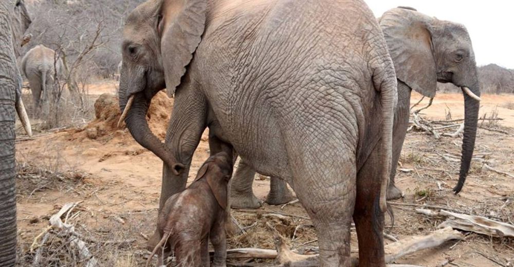 Esta elefante se convirtió en madre y mostró su gratitud a quienes salvaron su vida