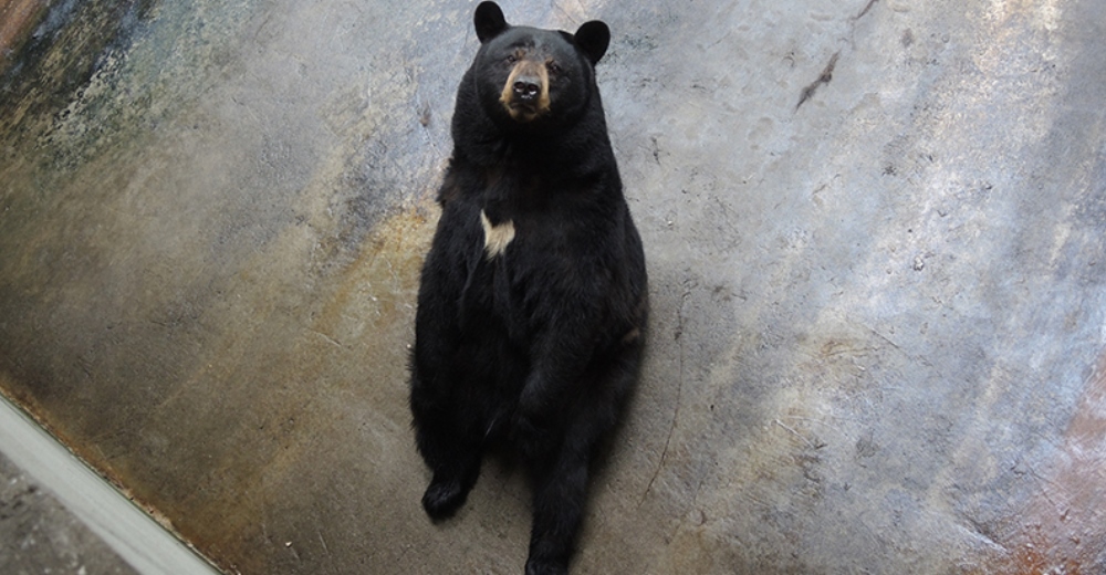 En este zoológico viven osos cautivos en las peores condiciones