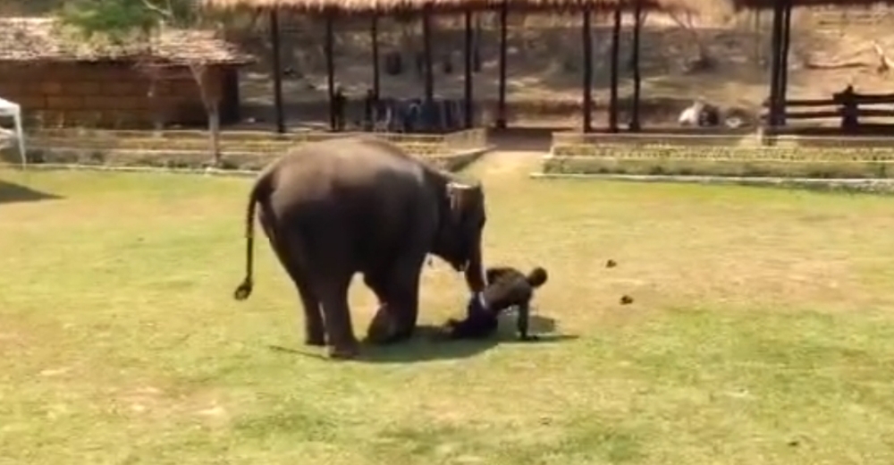 Un elefante se lanza al rescate de su cuidador después de ser «atacado»