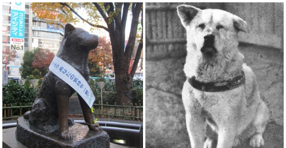 Encuentran una peculiar fotografía de Hachiko, el perro más leal del mundo