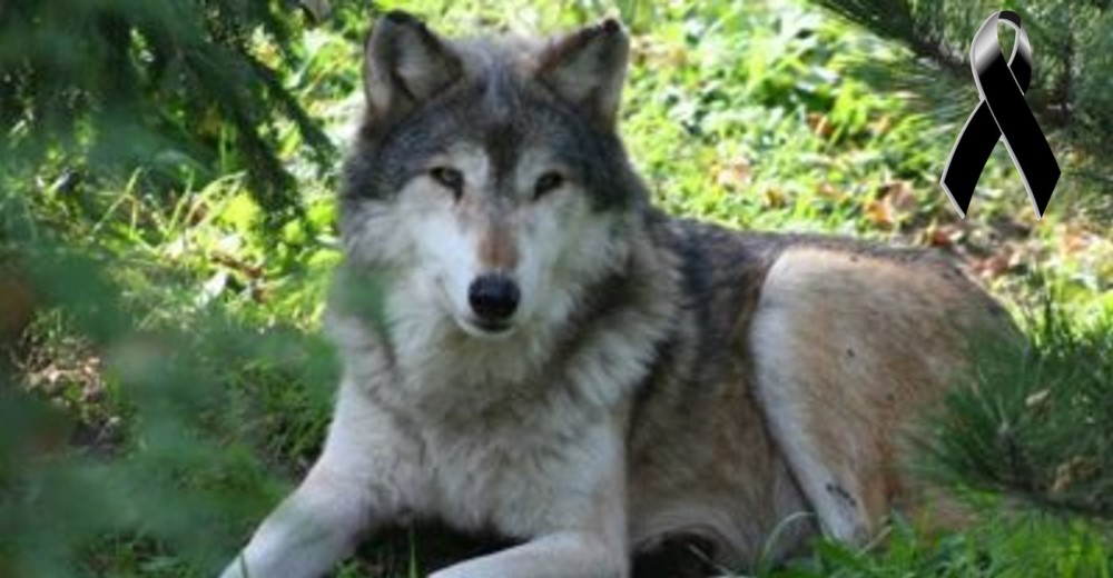 Muere un lobo inocente por culpa de que algunos humanos rompieron las reglas