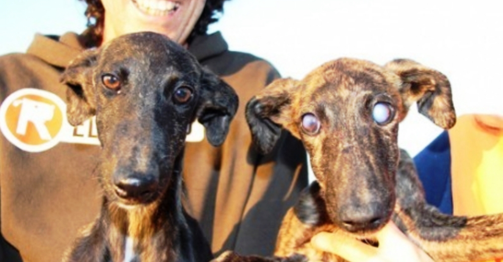 Estos perritos galgos son un ejemplo de amor: ella era ciega y su hermano siempre fue su luz