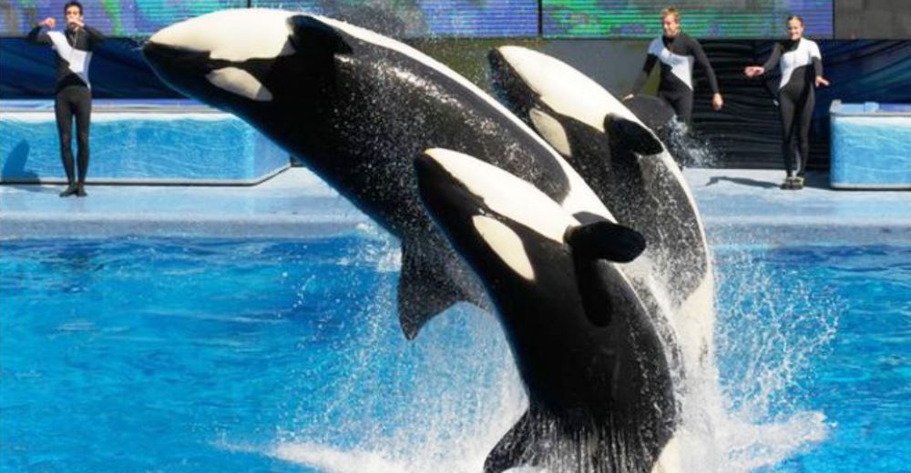 Después de ser el blanco de tantas denuncias, SeaWorld suspende sus espectáculos con orcas